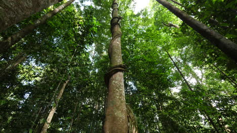 Tilt-from-up-to-down-on-a-tree-with-a-giant-liana-in-amazonian-rainforest